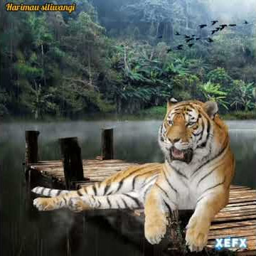 Story wa terbaru harimau siliwangi lir ilir kata2 bijak keren 2021 💀💀