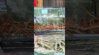 Picking Fresh Seafood for Dinner in Georgetown Penang