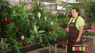 Quelles plantes pour assainir l'air de son intérieur ? 4 plantes pour purifier l'air de sa maison screenshot 2