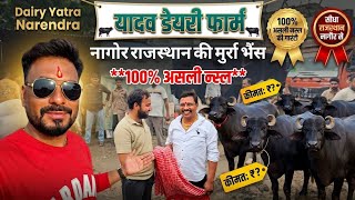 #नागौर मारवाड़ राजस्थान की #मुर्रा_भैंस गुरुवार को डेरी फार्म पर आती है murrha buffelo Rajasthan 