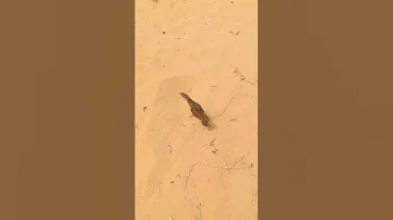 طائر مرعة الغيط الصياد السيناوي الصيد 
