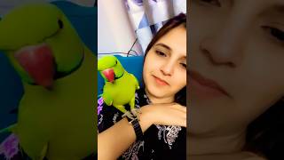 Download Lagu Parrot sound MP3