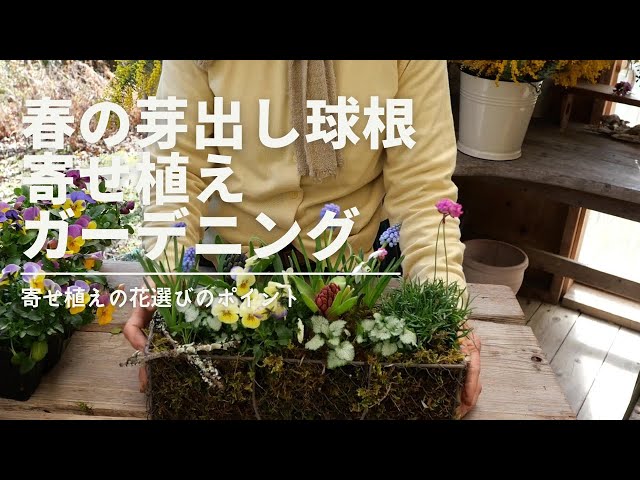Container Gardening with Sprouted Bulbs - YouTube