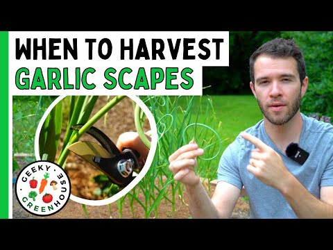 Video: Growing Garlic Scape: Apa Itu Garlic Scape Dan Cara Memanennya