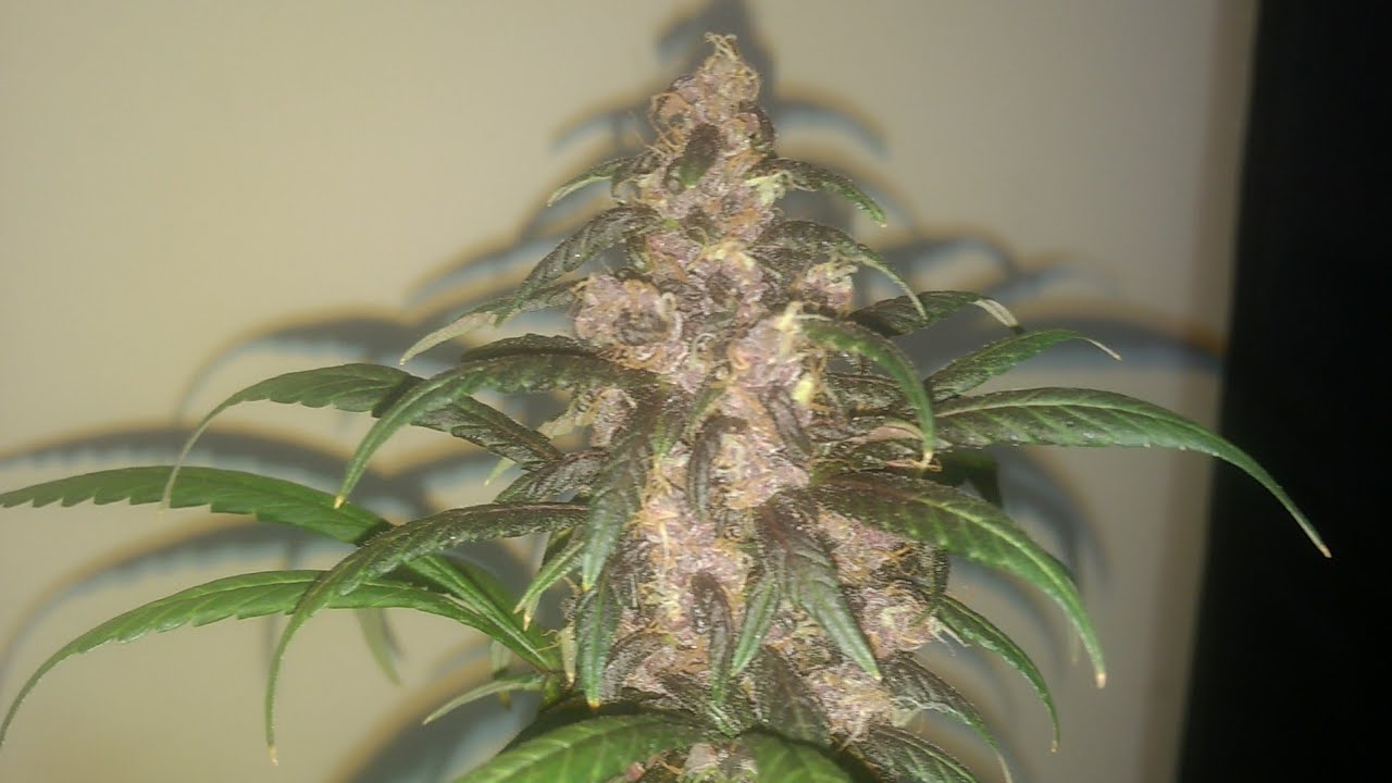 Auto Blackberry Kush by Dutch Passion Seeds - Week 11
