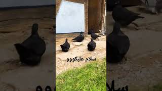 سلام عليكو من الحمام الفرنش