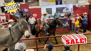 SMALL TOWN HORSE AUCTION  DID WE BID?