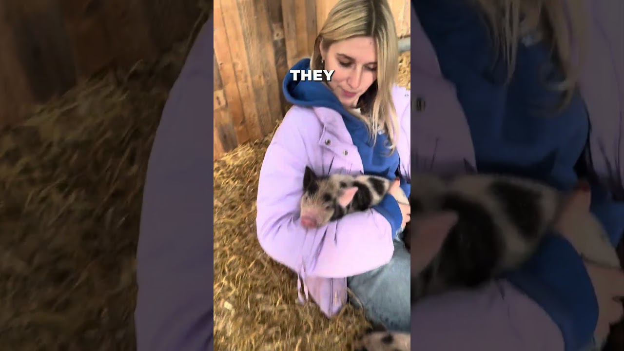 Did you know you can have a miniature pig as a pet?