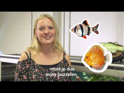 Video: Een perfect zoetwateraquarium opzetten