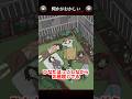 ひなたぼっこ中の違和感はどこ？【何かがおかしい】#shorts