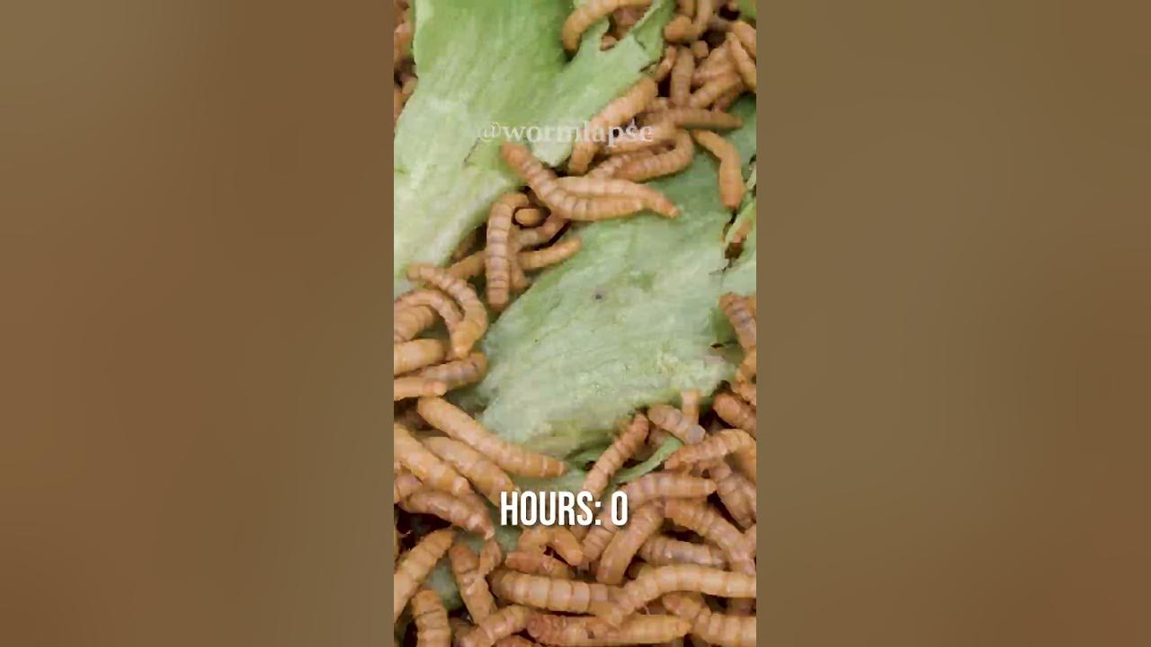 Mealworms vs SALAD 