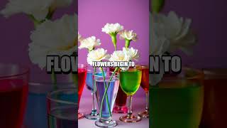 Famous Color-Changing Carnations Profile