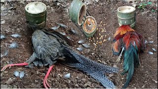 lam hlwb create amazing bamboo trap to catch chicken jungle and silver pheasant in the forest good