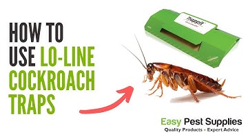 How To Use Lo line Cockroach Traps