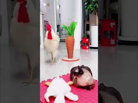 Петух и коты. Кто в доме хозяин? Rooster and cats. Who's the boss? #rooster #cat #catvideos #pets