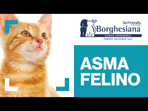Video: I Gatti Possono Avere L'asma?