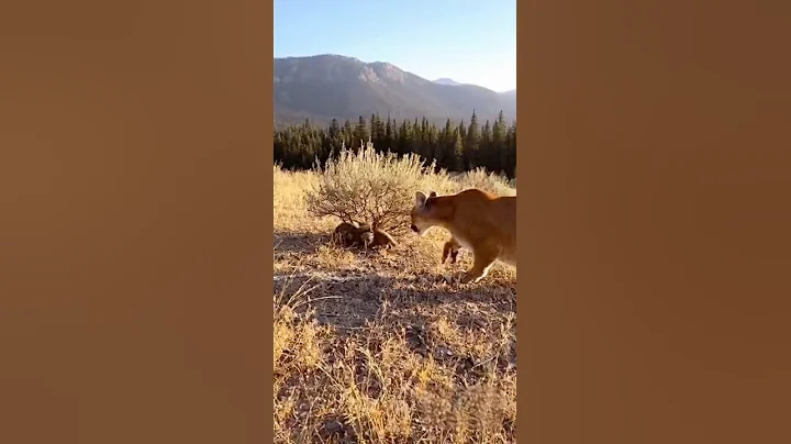 Video 11560851: bengal cat, american, lion