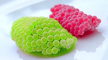 Relaxing ASMR Crushed invasive eggs | Apple Snail Eggs ASMR 02