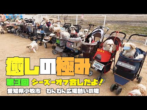 【シーズー】第3回シーズーオフ会♡優しい笑顔いっぱいな時間♪が最高すぎました♡#癒し#モフモフ#愛犬