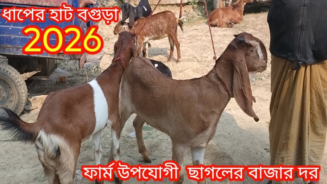 শীতের বাজারে ফার্ম উপযোগী ছাগলের দাম দর জানুন||ধাপের হাট বগুড়া||ছাগলের দাম দর-২০২৬||Goat price bd||