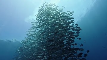 The video shows a huge school of fish swimming together in a swirling, tornado-like formation.