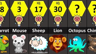 Most Intelligent Animals (IQ Comparison)