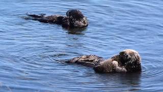 Momma Otter Gets a Massage by Connie Levenhagen Niemi 1,372 views 5 years ago 1 minute, 36 seconds