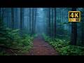 Misty Forest Path 4K Frame TV Art | Peaceful Nature Screensaver (No Music)