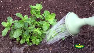 How To Plant Mint