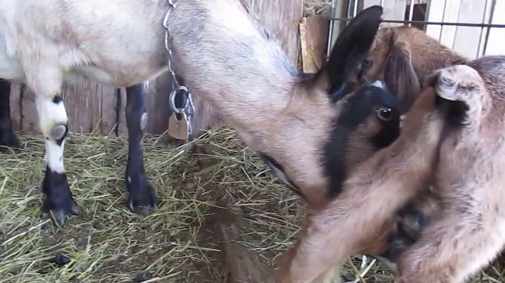 Triplet Newborn Goats