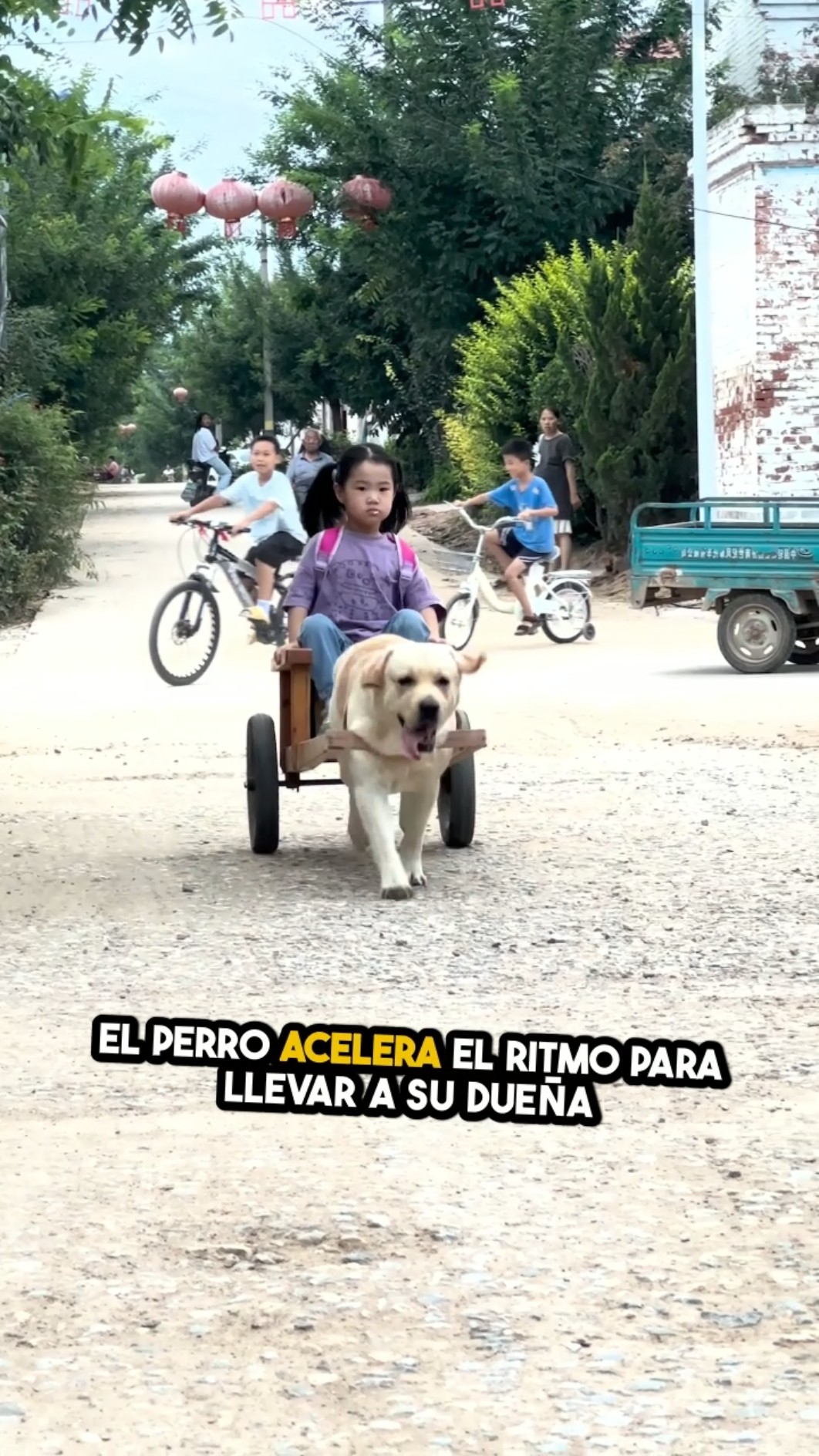 ¡Un perro chófer! Nadie lo puede creer ??