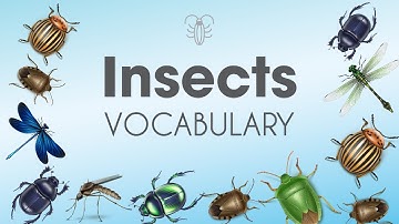 Từ vựng Tiếng Anh về các loài CÔN TRÙNG / Insects Vocabulary