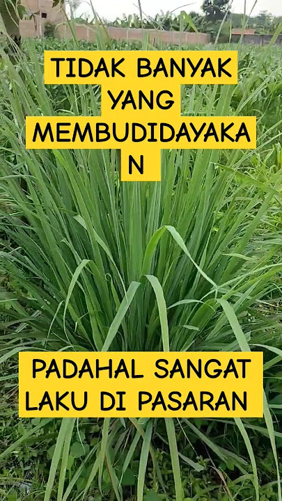 budidaya tanaman serai wangi #sayurorganik #benihsayuran #tanaman #sayuranhidroponik #petani