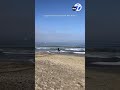 Video Shows Man Slapping Dead Whale S Fin After It Washed Up On Torrance Beach