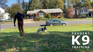 Prudent K9 Training - Gambi - Intro to Long-line