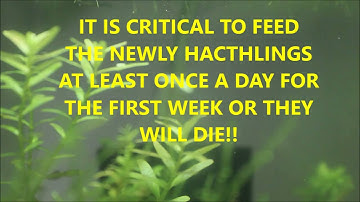 How to Successfully Breed Celestial Pearl Danio 2