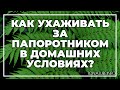 Как ухаживать за папоротником в домашних условиях?