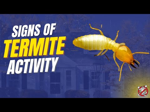 Signs of Termite Activity - video from Bug Busters