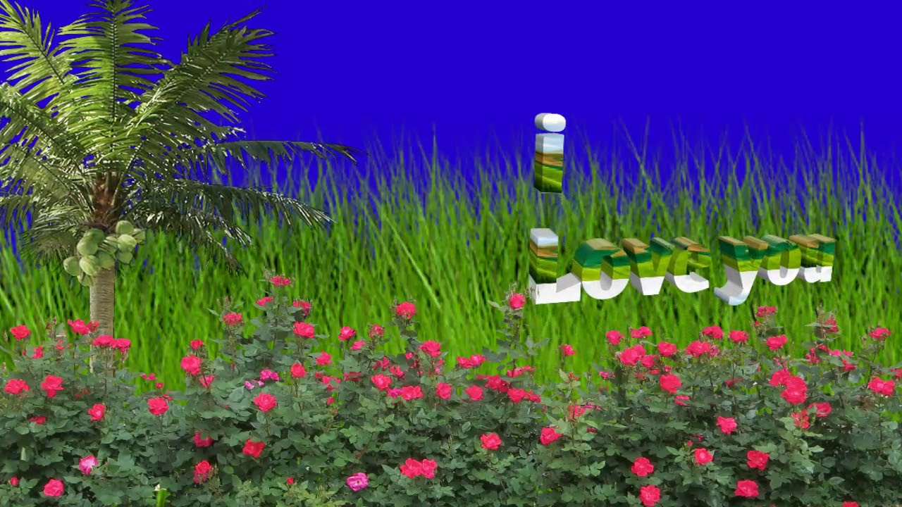 Vedding love effect Green screen video