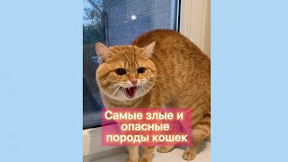 Самые злые породы кошек. #котики #кот