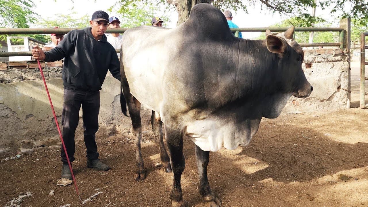 FEIRA DO GADO EM CARUARU-PE  07-10-2025 