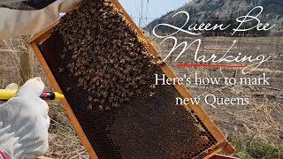 Queen Bee Marking | Find the Queen Bee with us and watch as we mark her!