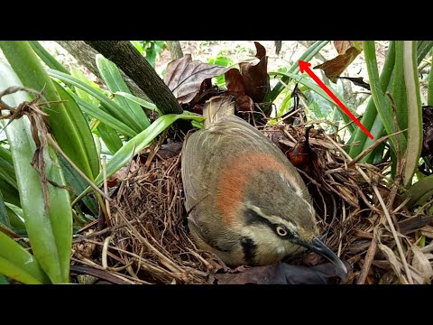 Video Quay Chim Họa Mi Đất Nuôi Con Và Có Lần Loài Chim Khát... - youtube
