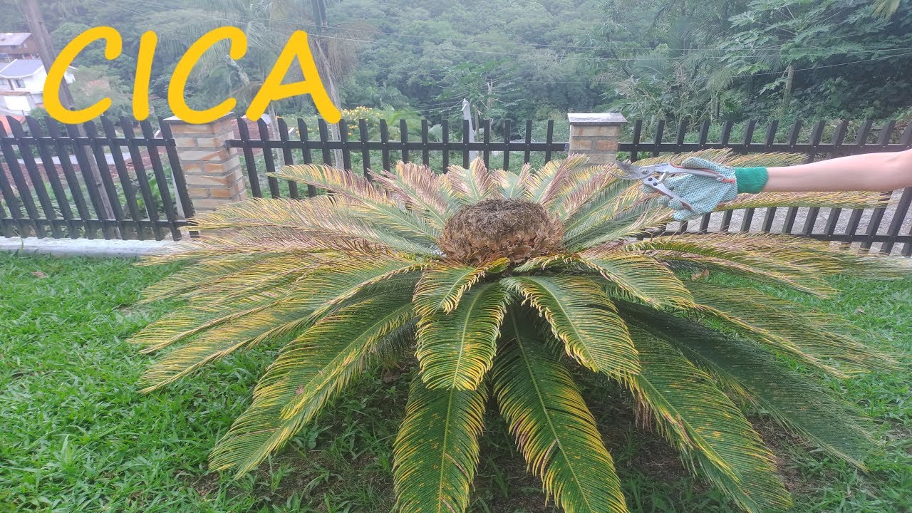 Palmeira Cica | Mostrando como faço a poda da palmeira Cica!!