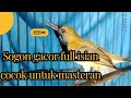 sogon gacor full isian lovebird