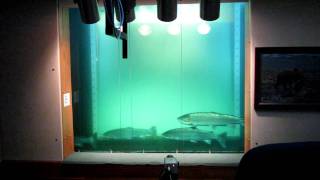 Fish Counting at Bonneville Dam