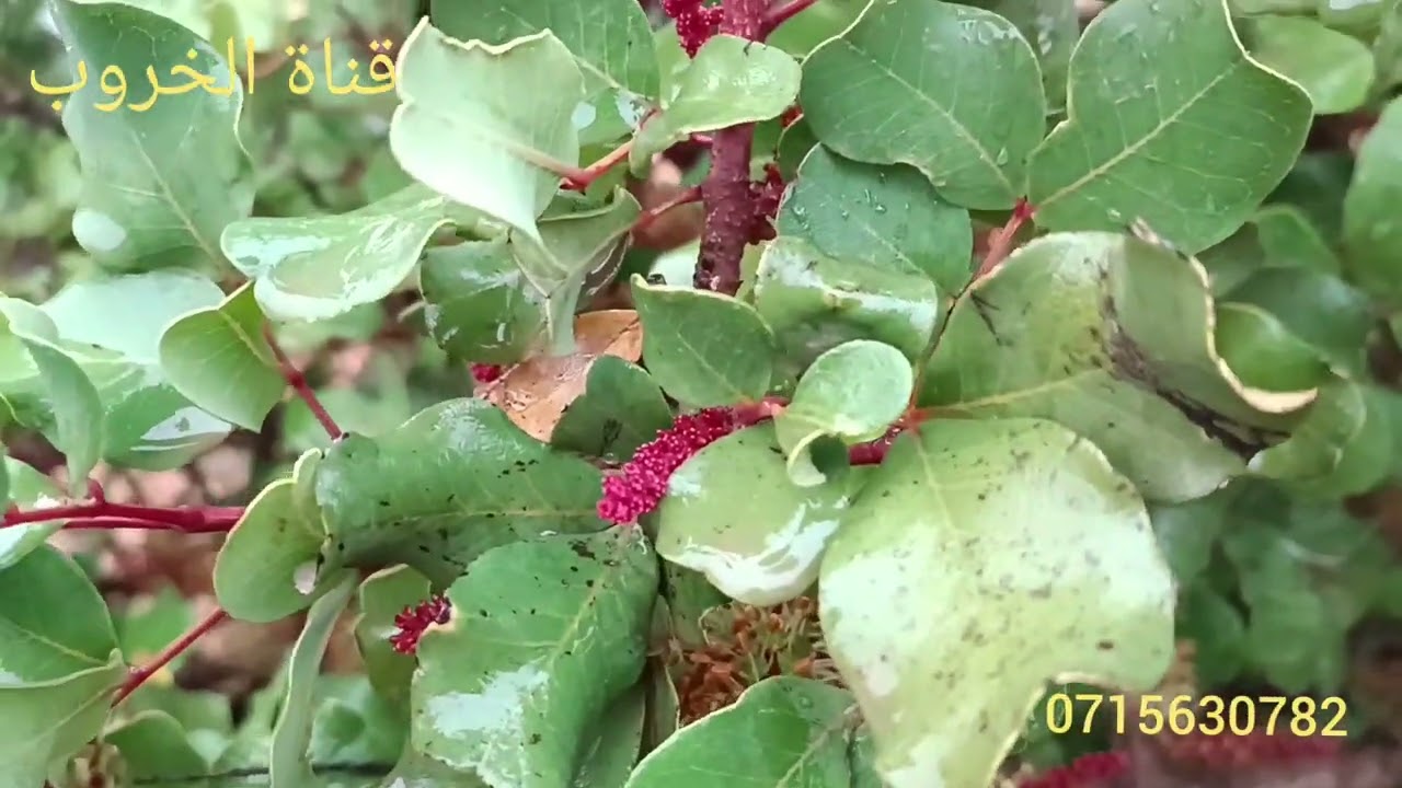 التمييز بين اشجار الخروب الذكر و الانثى