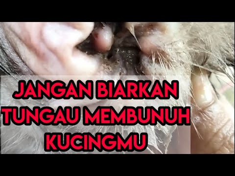 Video: Apa itu kucing berujung telinga?