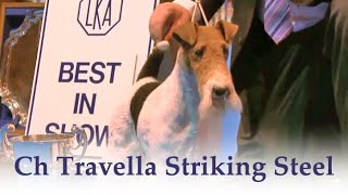 On this day 2014 - A record-shattering 21st Best in Show for Ch Travella Striking Steel by dogs tv 2,289 views 3 years ago 9 minutes, 10 seconds