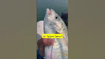 اسمع صوت السمك تعرف سمك له صوت 